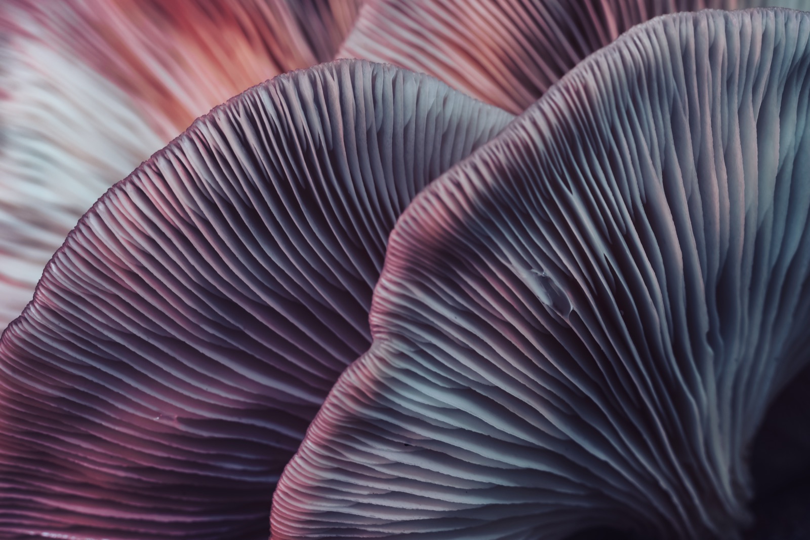 Texturas de cogumelos em close