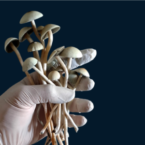 Panaeolus cyanescens
