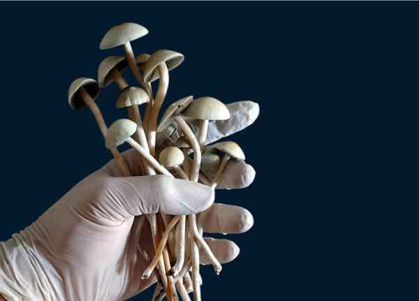 Panaeolus cyanescens