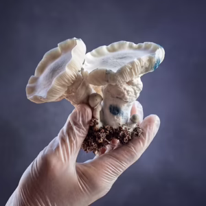 APE-R - Psilocybe Cubensis