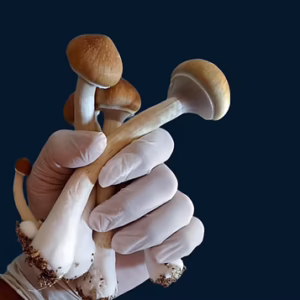 Camboja - Psilocybe Cubensis