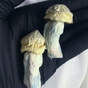 Ghost - Psilocybe Cubensis
