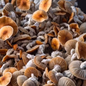Penis Envy 06 - Psilocybe Cubensis